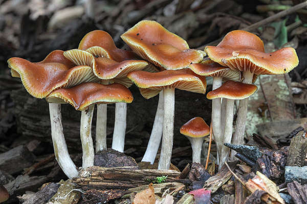 Do You Really Need A Psychedelic Guide To Do Magic Mushrooms?